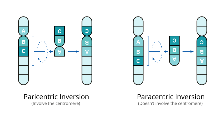 Inversions-preimplantation-genetic-testing-for-structural-chromosomal-rearrangements-pacgenomics