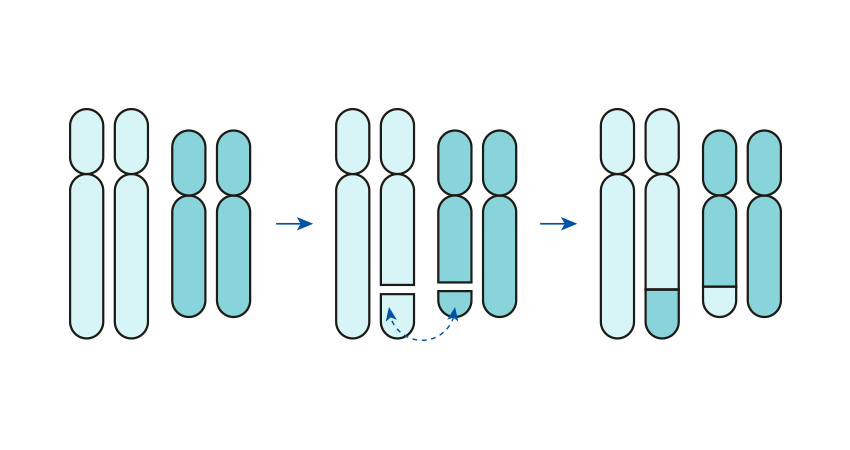 Reciprocal-Translocations-preimplantation-genetic-testing-for-structural-chromosomal-rearrangements-pacgenomics